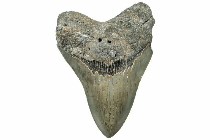 Serrated, Fossil Megalodon Tooth - North Carolina #309507